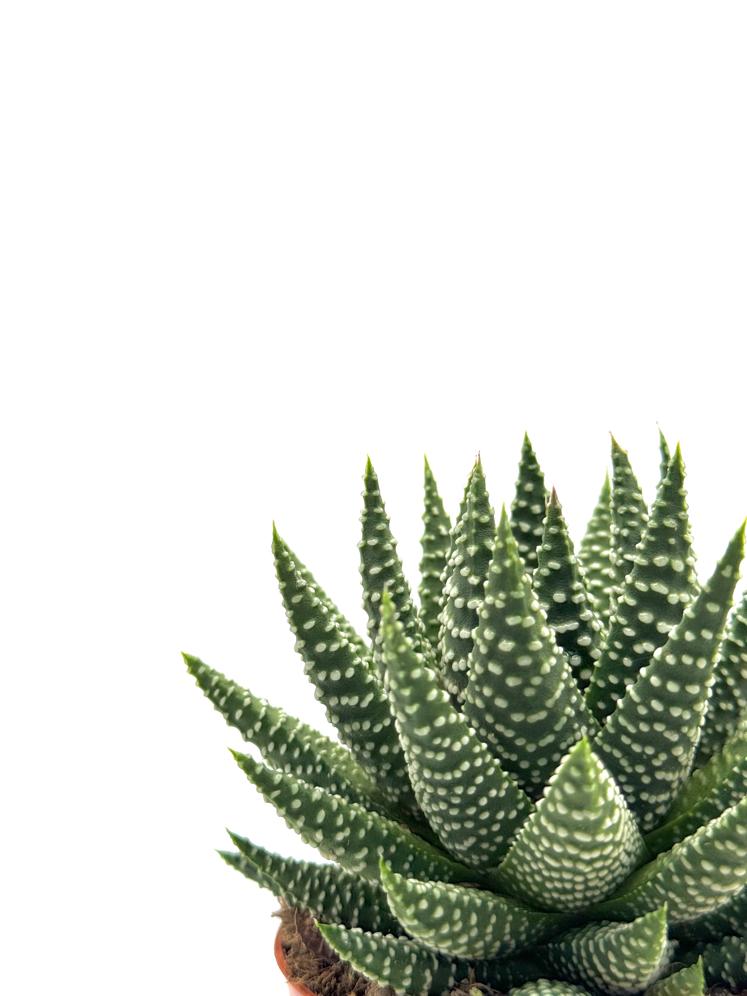 Royal Albert | 8.5cm