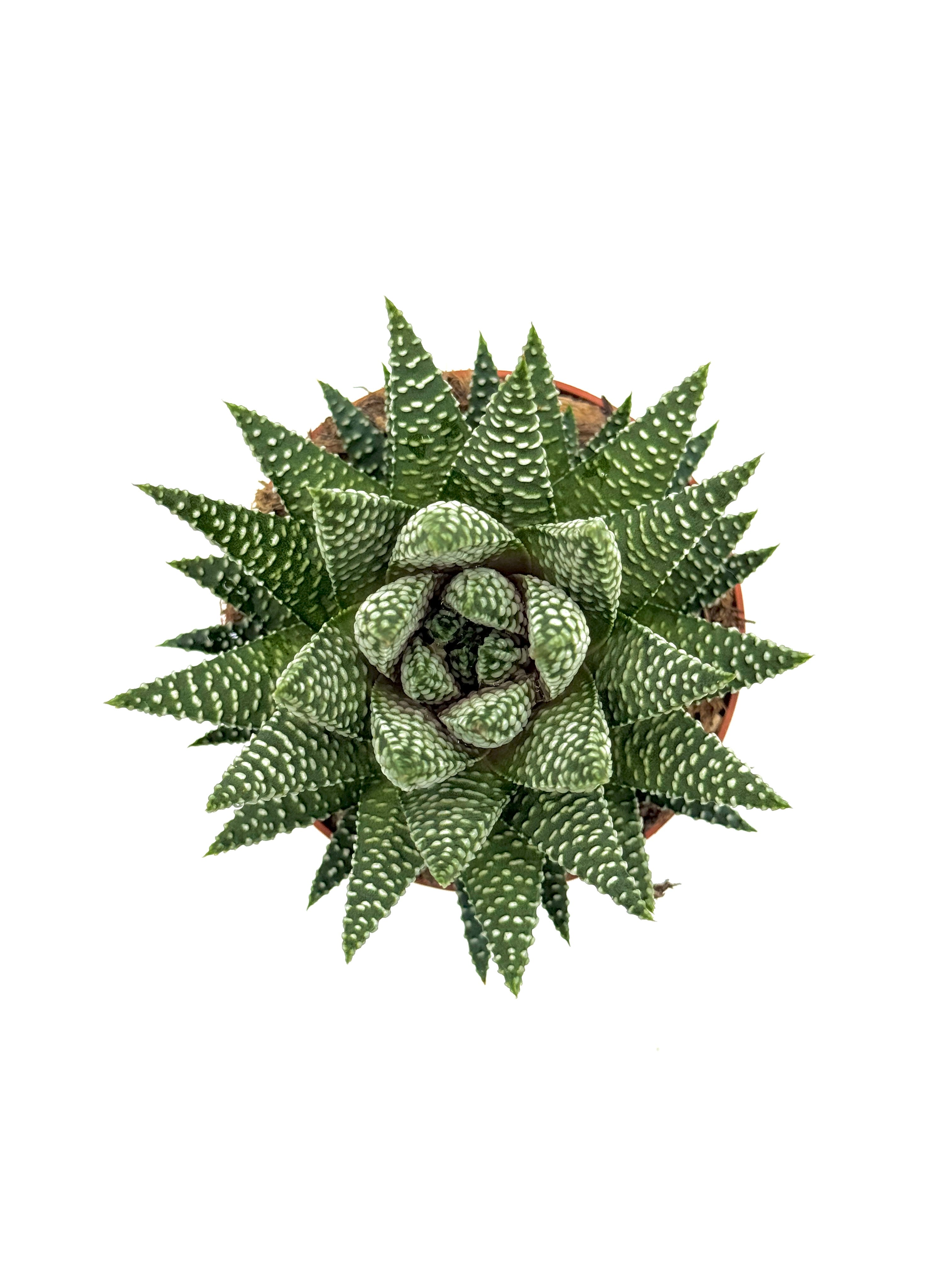 Royal Albert | 8.5cm