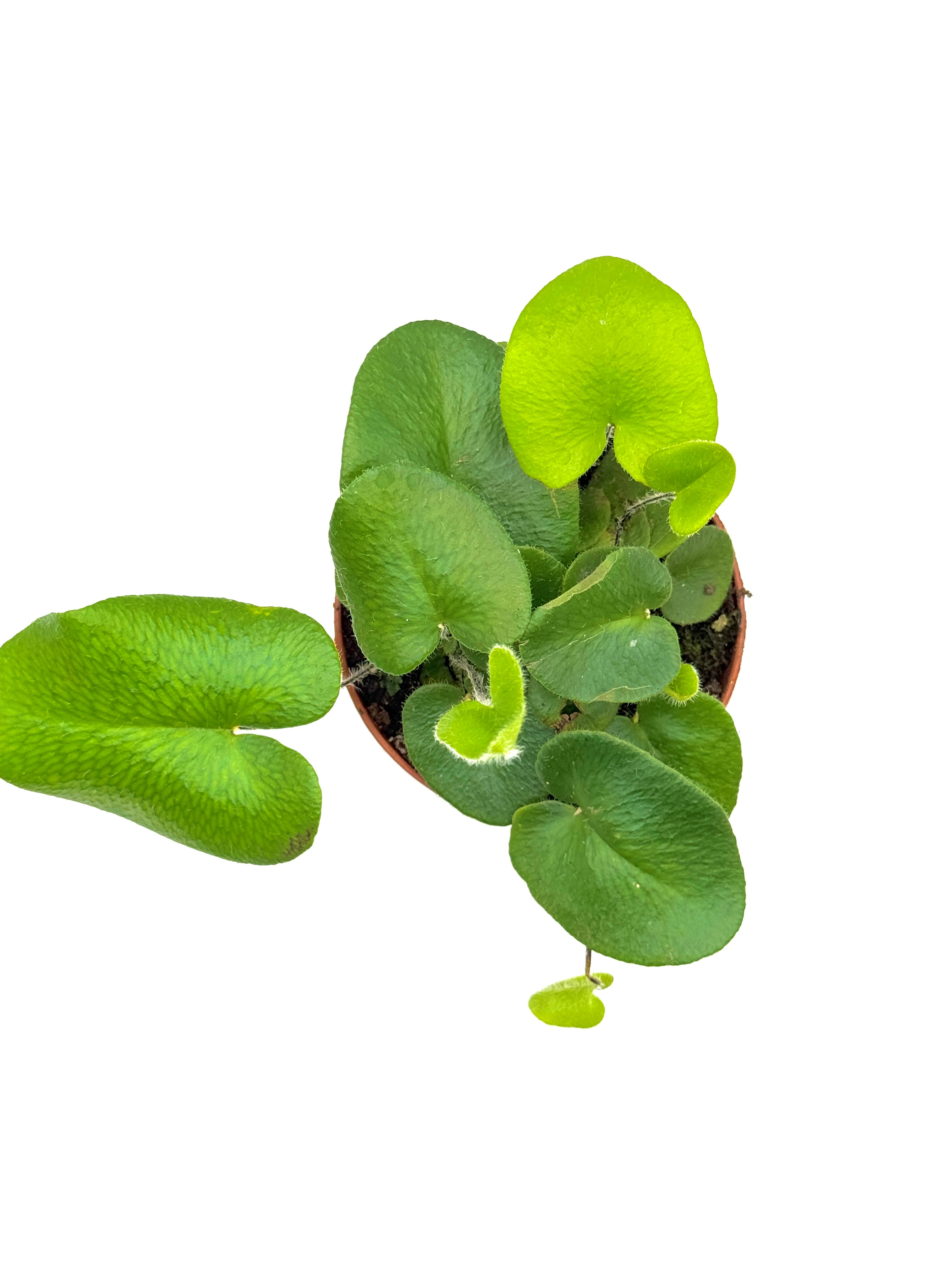 Heart Fern | 7cm